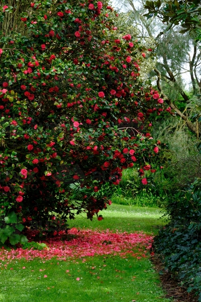 Image of Large Pink Camellia Tree - Austockphoto