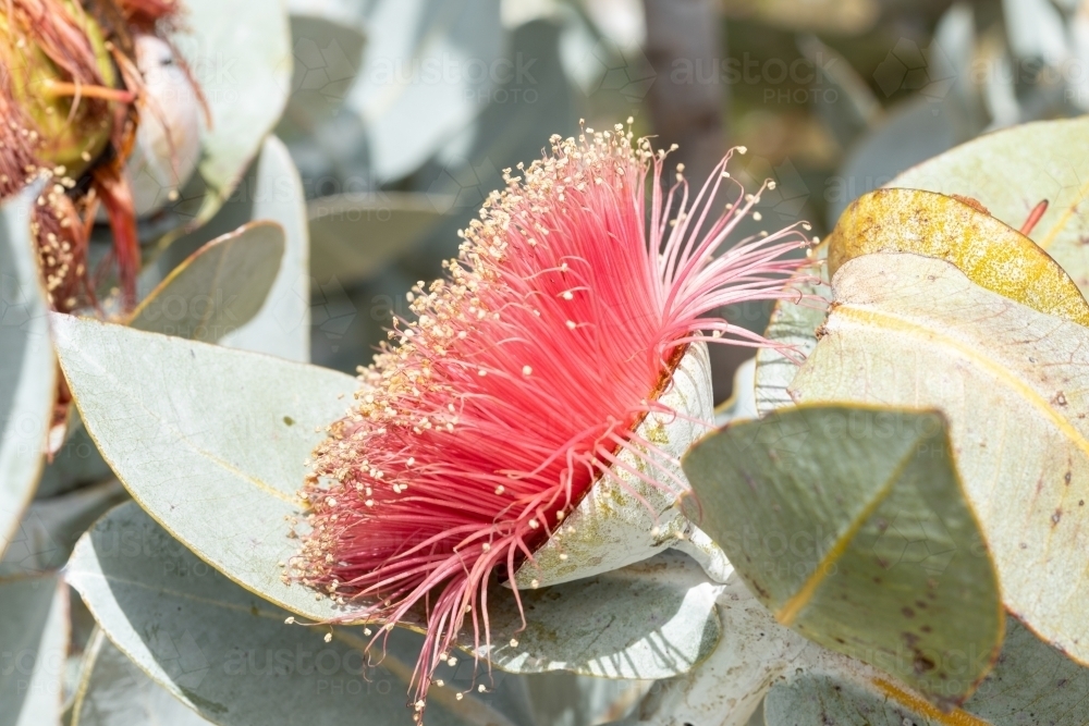 large pink eucalyptus flower - Australian Stock Image