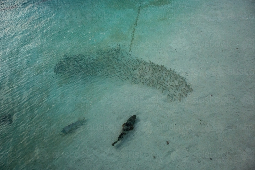 large reef fish chasing a school of smaller fish - Australian Stock Image