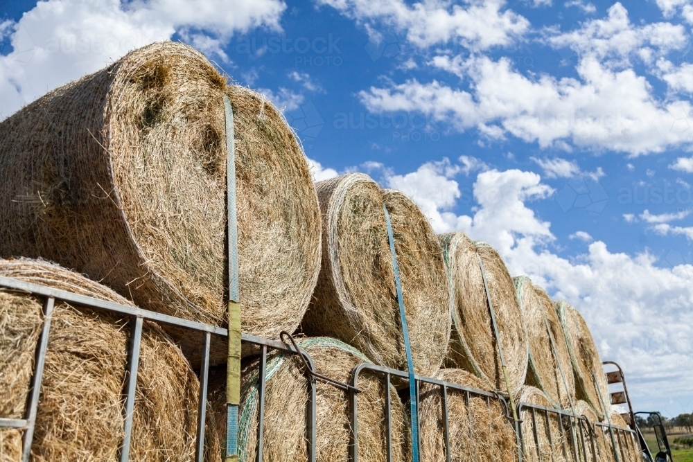 Large round hay bales loaded on semi-trailer in paddock - Australian Stock Image