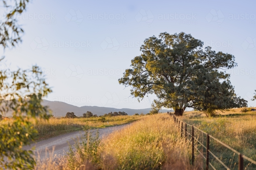 Large single gumtree beside back road on the outskirts of Mudgee NSW - Australian Stock Image