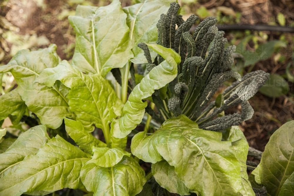 Large spinach plant growing in vegetable garden - Australian Stock Image