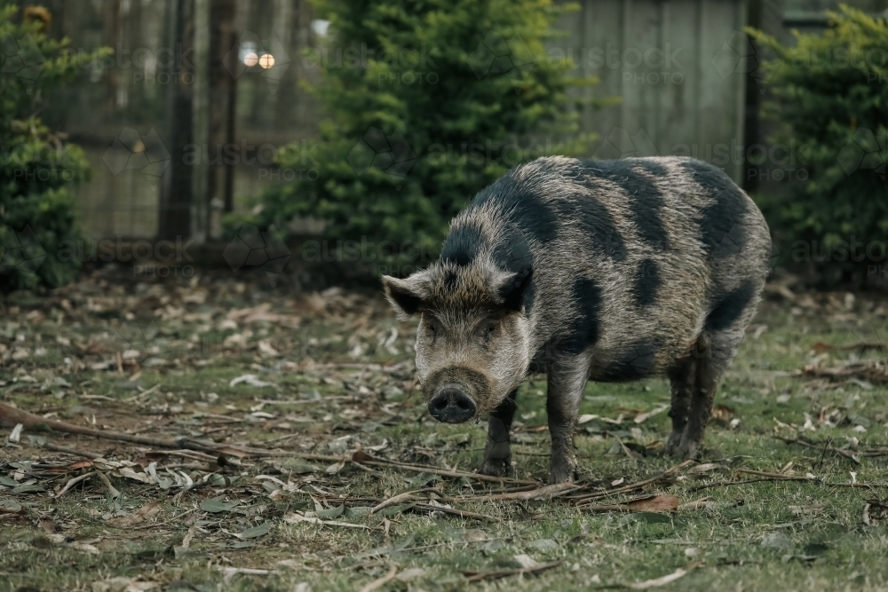 Large spotted tame pet pig in Australian garden - Australian Stock Image