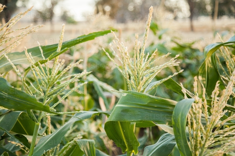 Large stalk of corn with seed head grown in farm garden - Australian Stock Image