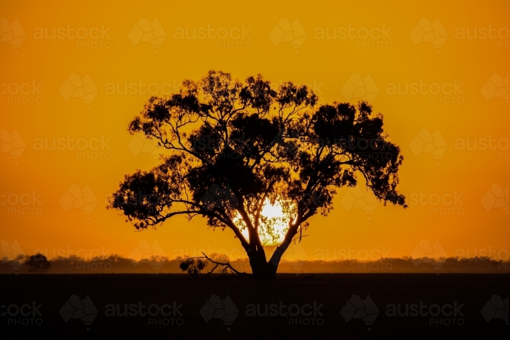 Large sun setting behind a tree silhouette in the orange sky. - Australian Stock Image