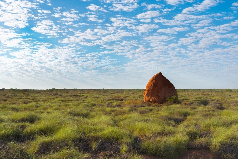 Large Termite Mound on Flat Horizon With Blue Cloudy Sky - Australian Stock Image