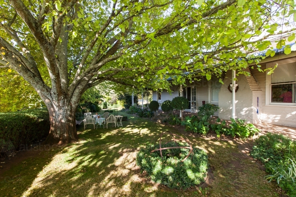 Large tree beside a white house - Australian Stock Image