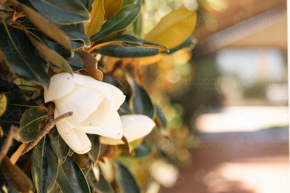 Large white flower of the Little Gem magnolia variety - Australian Stock Image