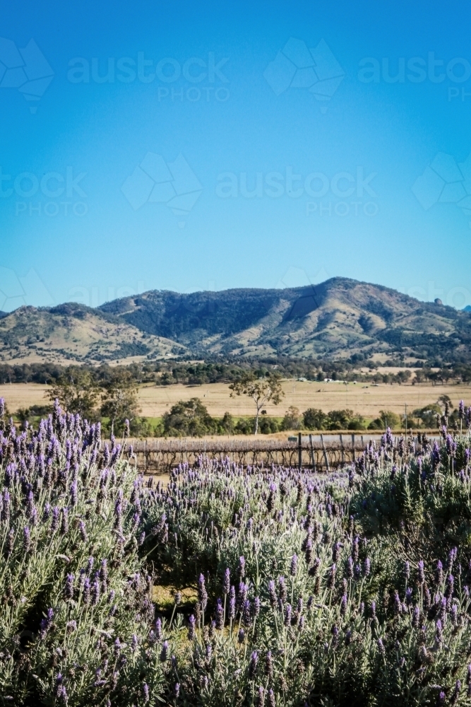 Lavender field overlooking a mountain - Australian Stock Image