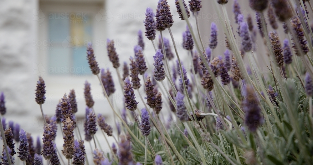 Lavender flowers - Australian Stock Image
