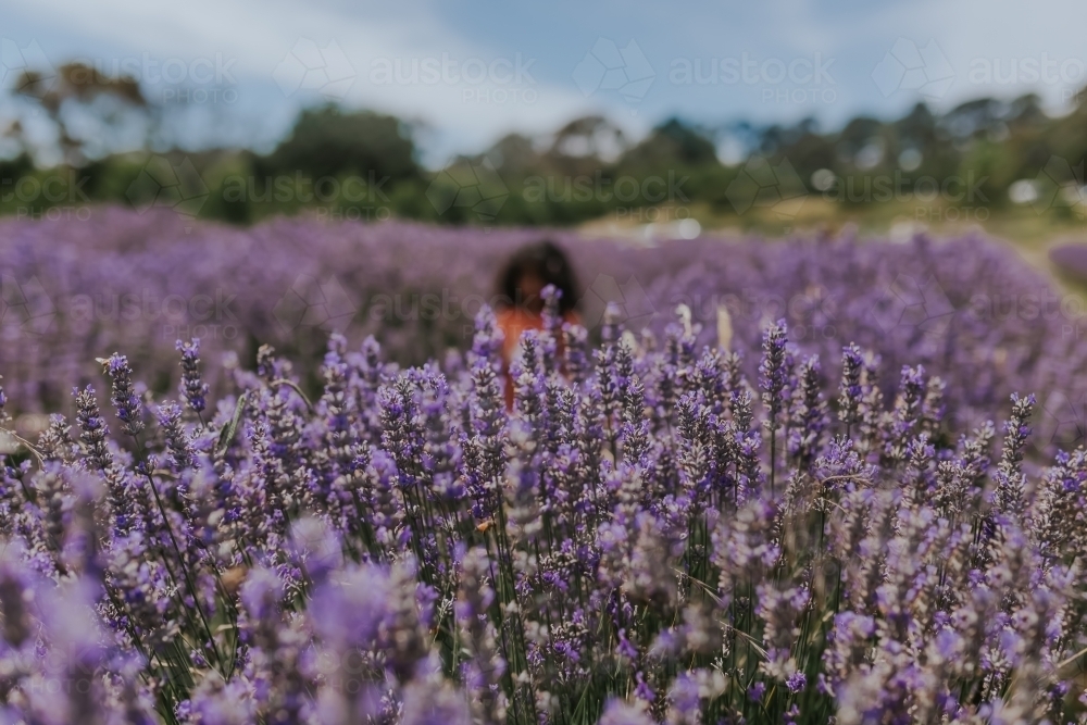 lavenders with a little girl - Australian Stock Image