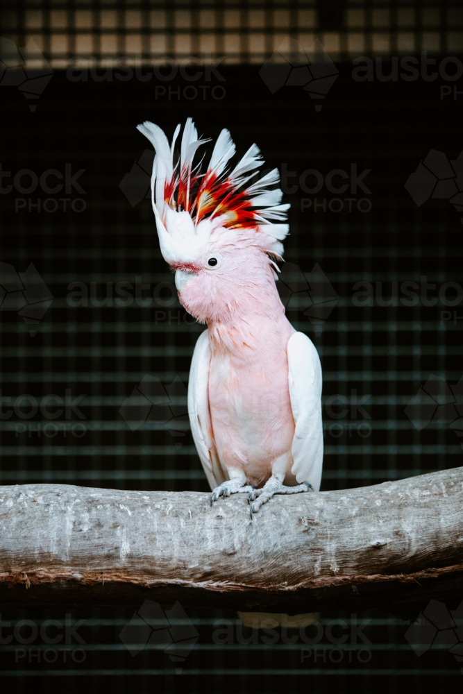 Leadbeater's cockatoo perched on a branch of a tree in an enclosure - Australian Stock Image
