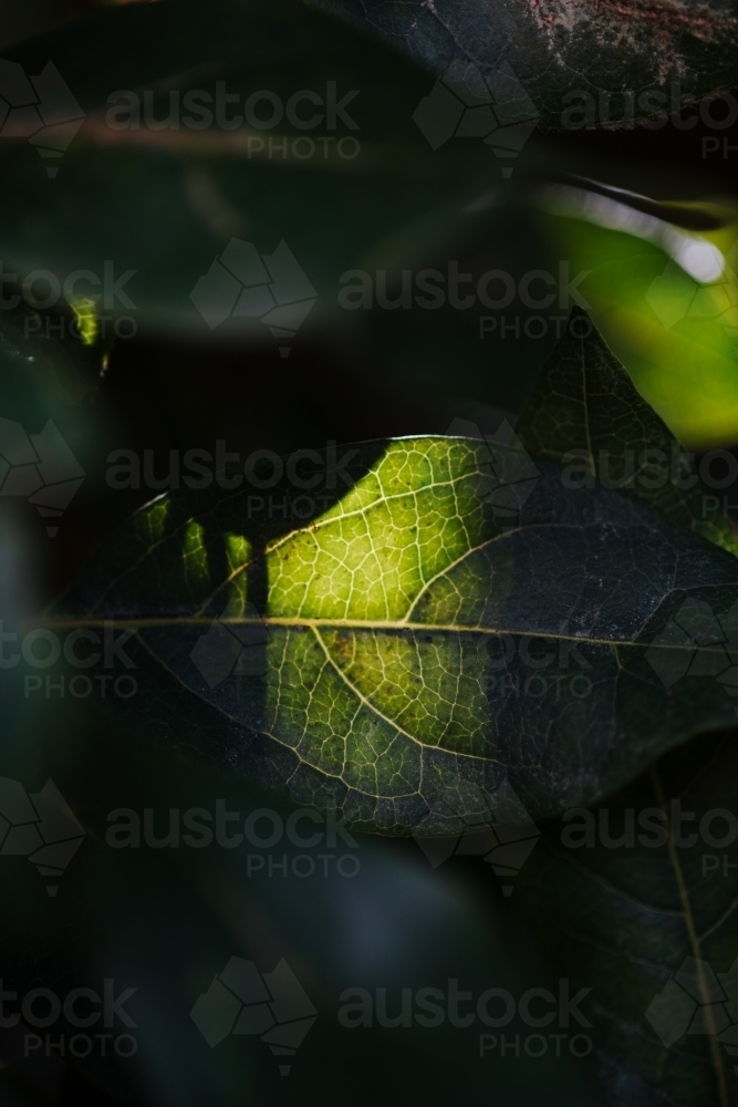 Leaf close up - Australian Stock Image