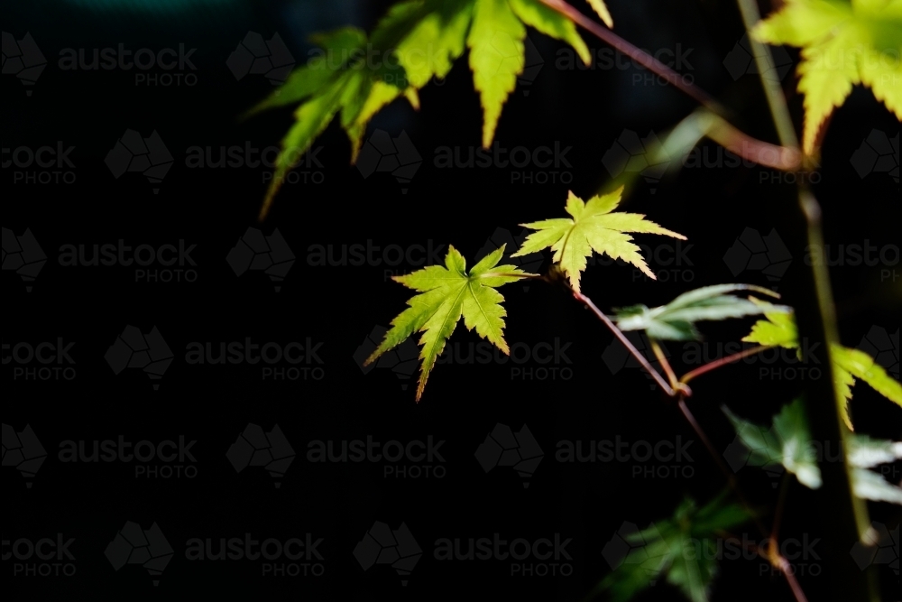 Leaves of a Japanese maple tree in bright sunlight - Australian Stock Image