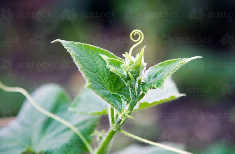 Leaves of a pumpkin plant - Australian Stock Image