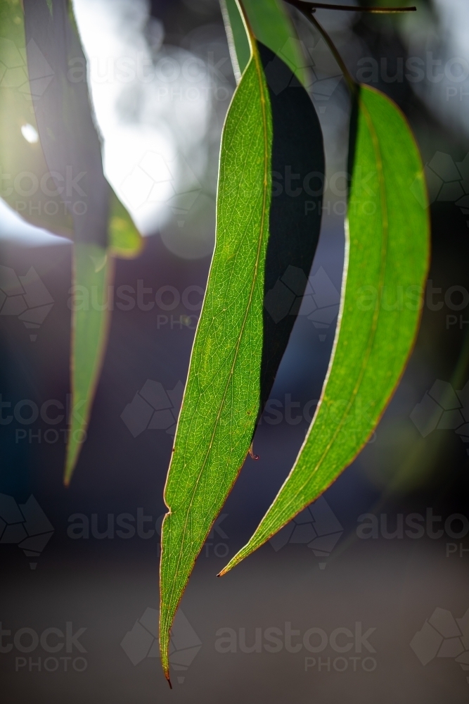 Leaves of eucalyptus tree - Australian Stock Image