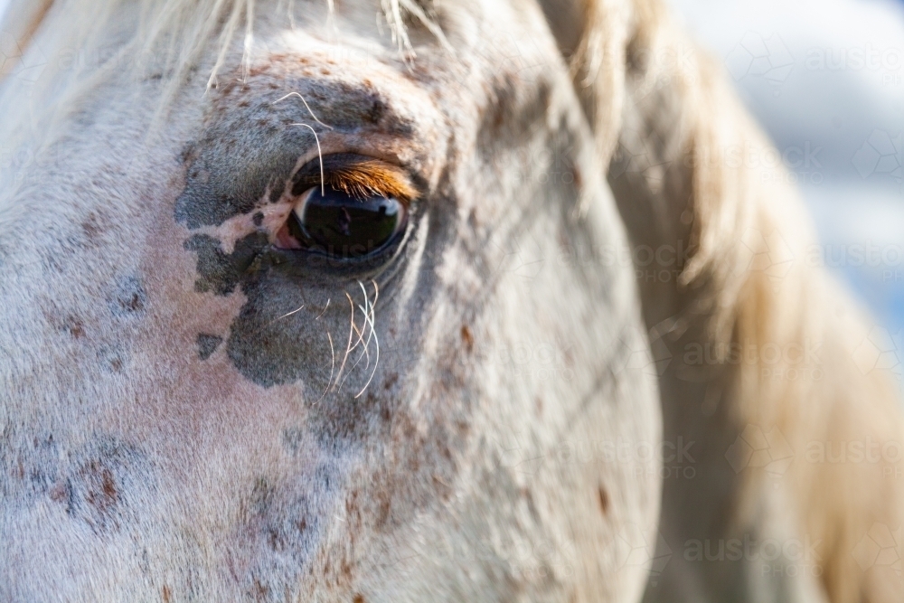 Left eye of appaloosa stallion horse - Australian Stock Image