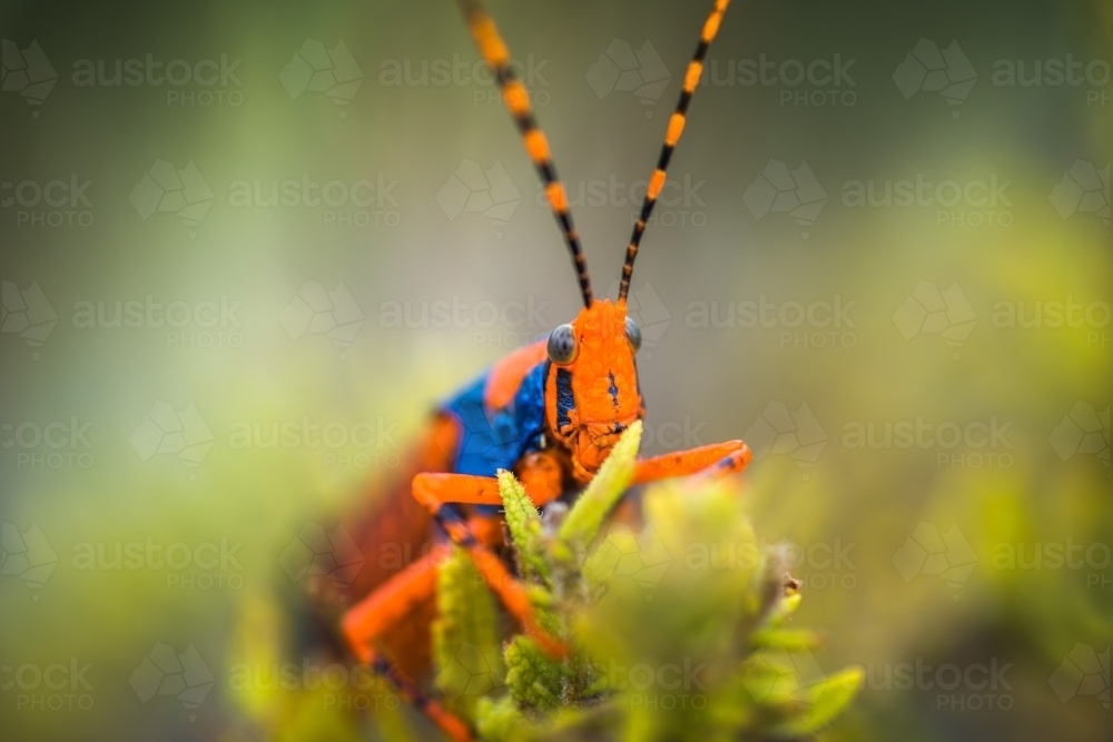 Leichhardt Grasshopper - Australian Stock Image