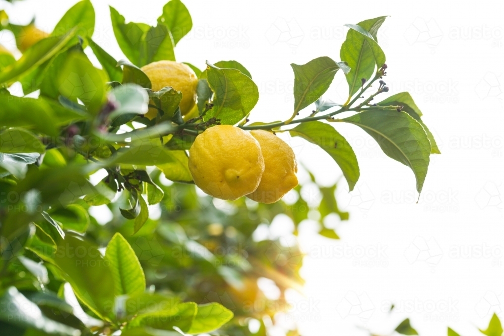 Lemons and leaves of lemon tree - Australian Stock Image