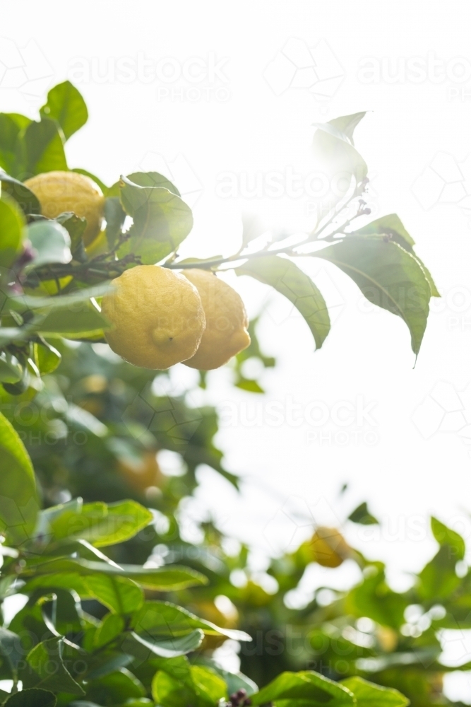 Lemons and leaves on a lemon tree - Australian Stock Image