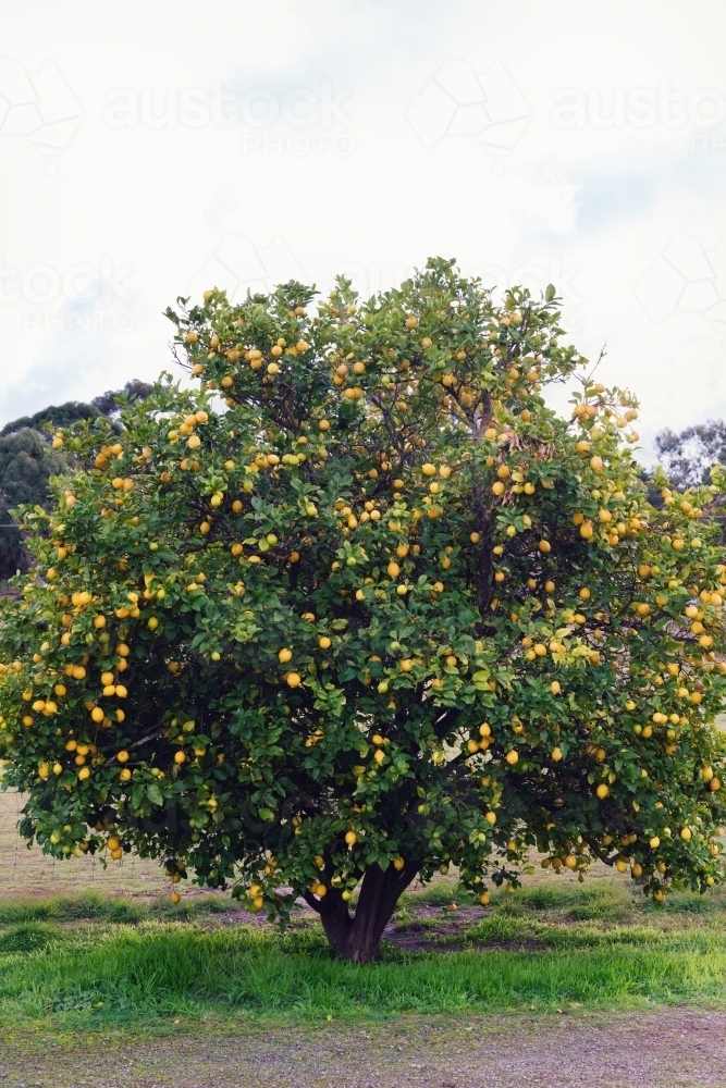 lemons growing on a large lemon tree - Australian Stock Image