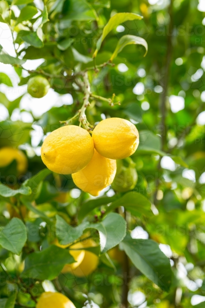 Lemons on lemon tree - Australian Stock Image