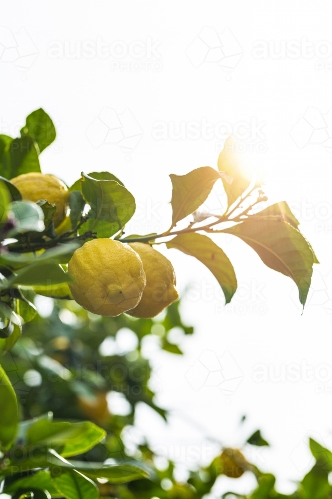 Lemons on tree with sun flare - Australian Stock Image