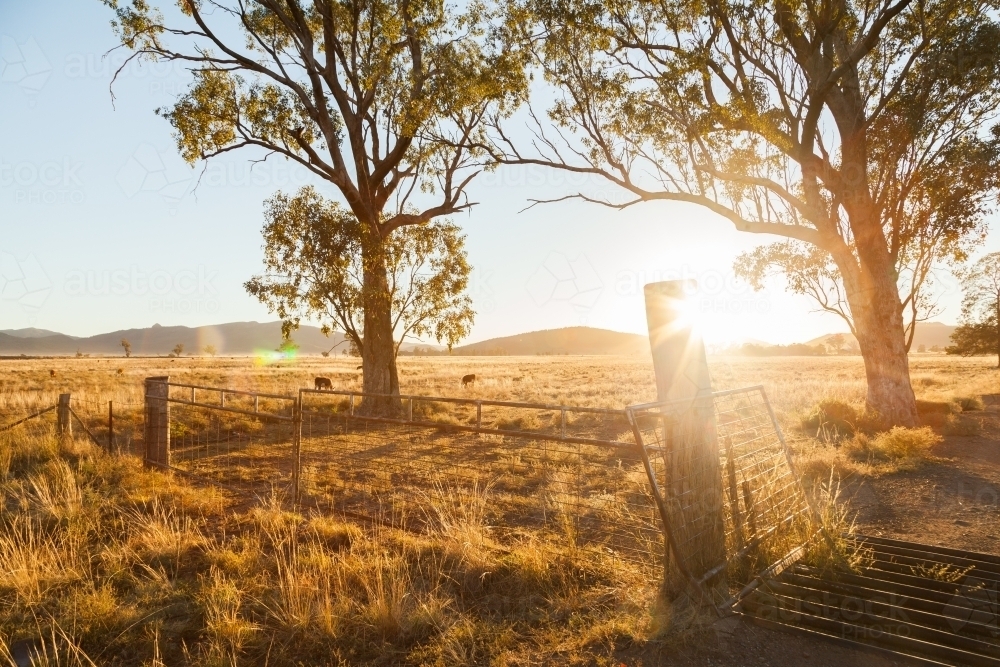 Lens flare over cattle grid on farm with gum tree and post - Australian Stock Image