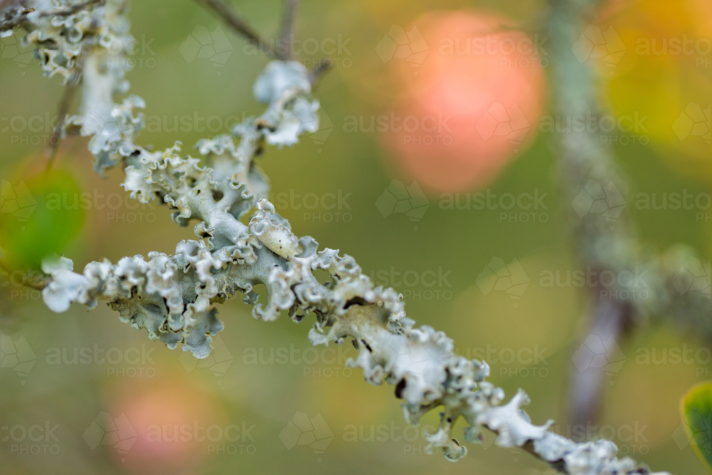 Lichen air plants growing on crepe myrtle twigs on early autumn day - Australian Stock Image