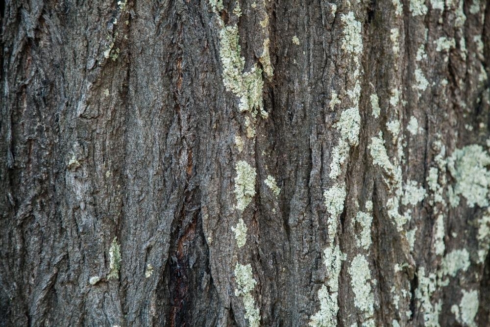 Lichen covered iron bark tree trunk texture - Australian Stock Image