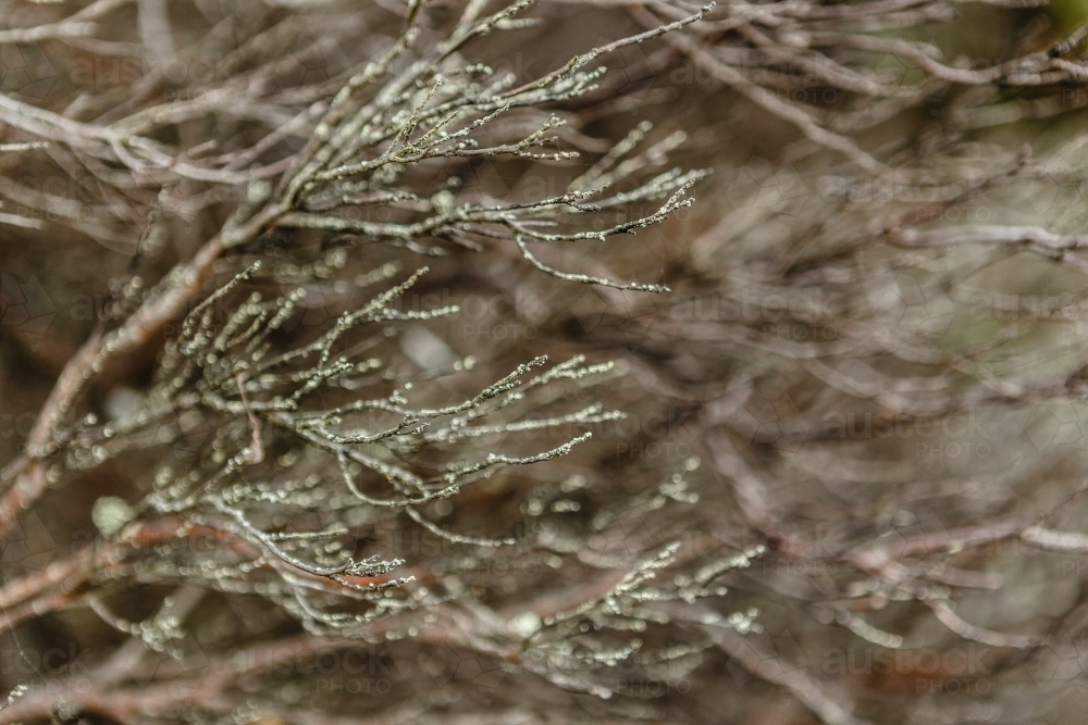 Lichen on branches - Australian Stock Image
