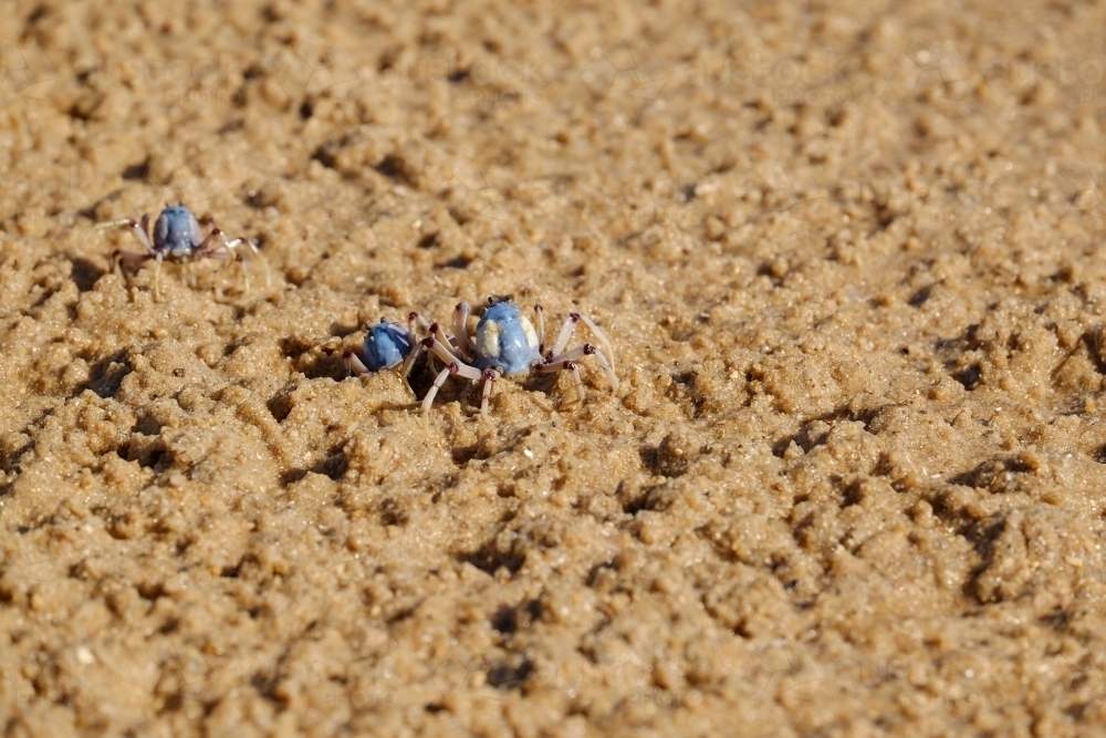 Light-blue soldier crabs taking refuge in the sand - Australian Stock Image