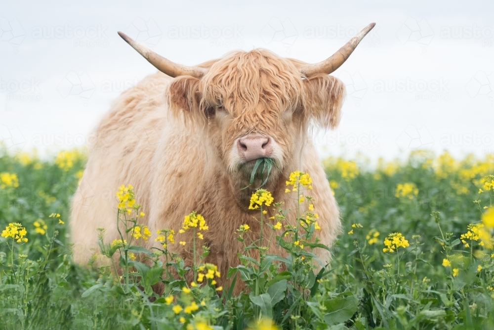 Light brown highland cow eating in big pasture with yellow flowers - Australian Stock Image