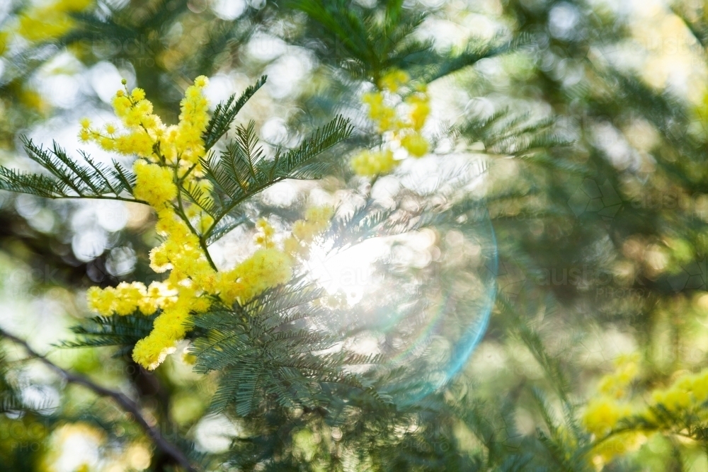 light flare through wattle green and gold - Australian Stock Image