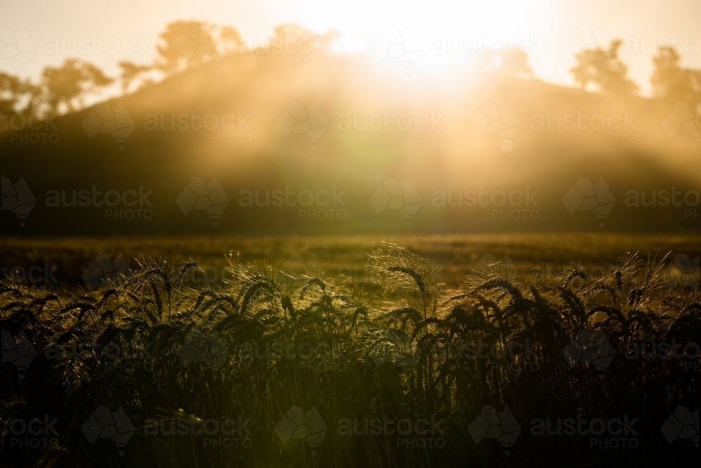 Light flares over hill and ripe wheat crop - Australian Stock Image