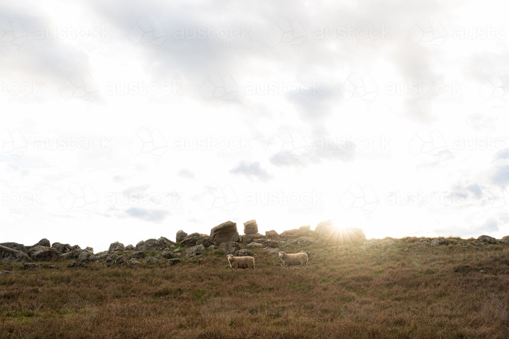 Light flares over rocky hill and two sheep - Australian Stock Image