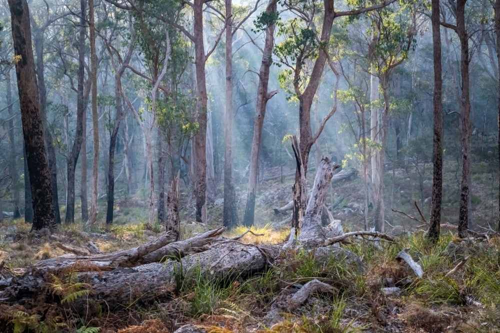 Light shines through the smoke in the Australian bush. - Australian Stock Image