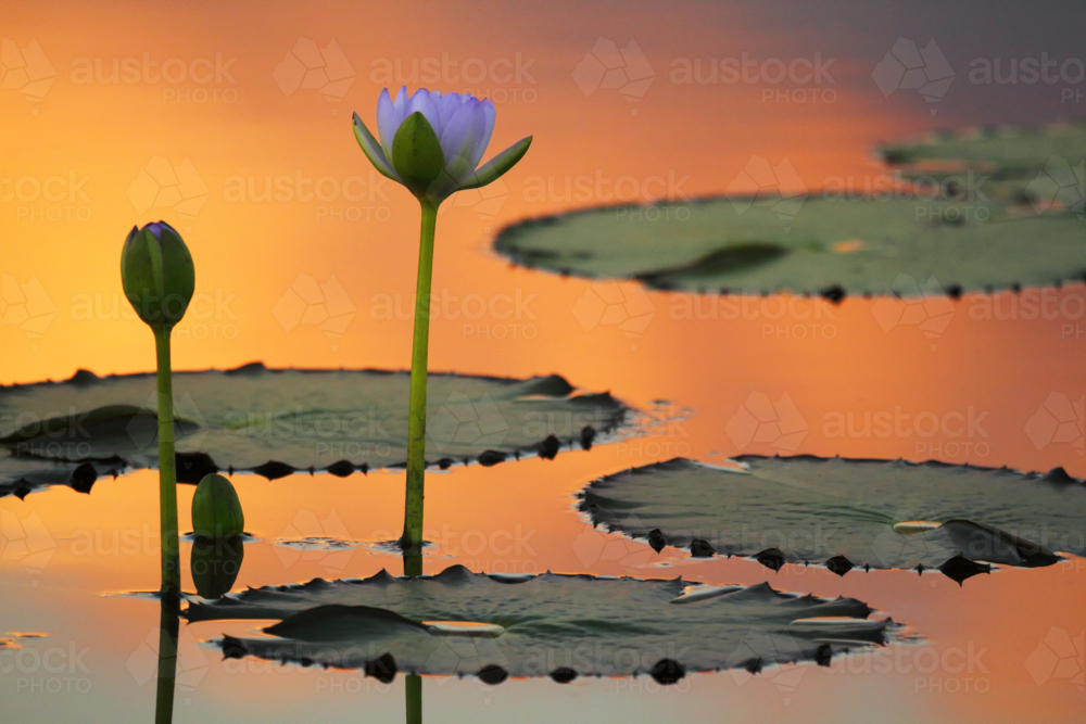 Lily flowers and reflections and orange sunset light. - Australian Stock Image