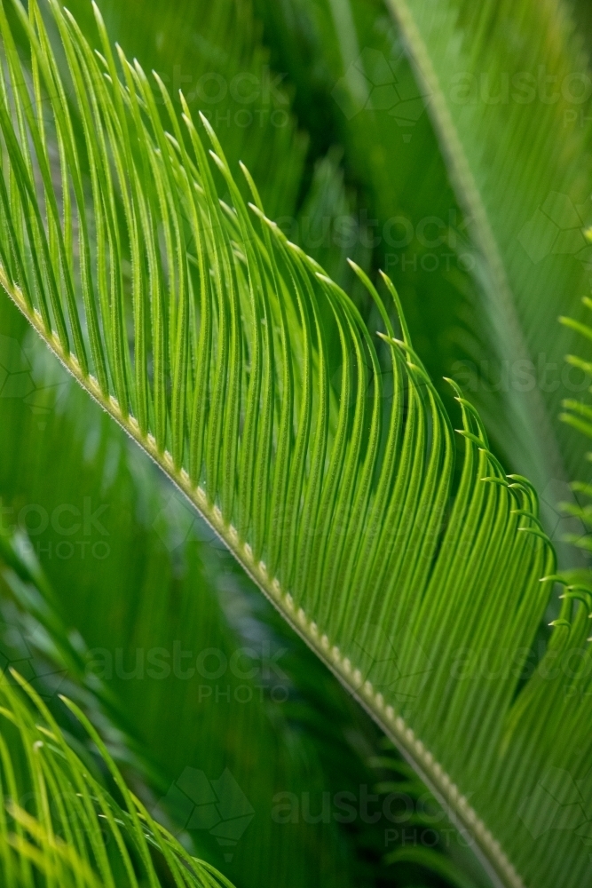 Lime green linear cycad leaf - Australian Stock Image