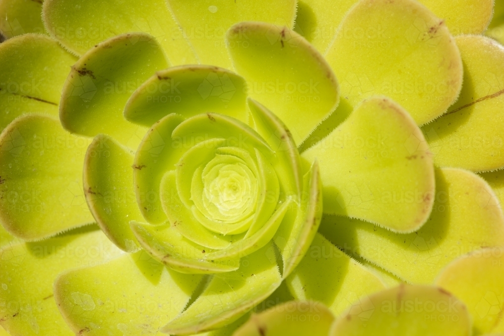 Lime green succulent close up - Australian Stock Image