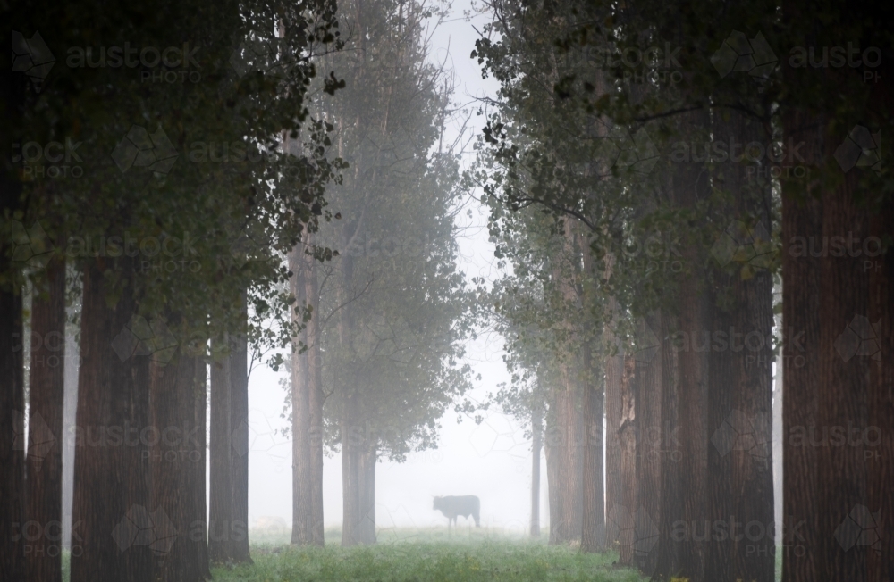 Line up of trees in a forest farm during a misty morning with cow walking past - Australian Stock Image