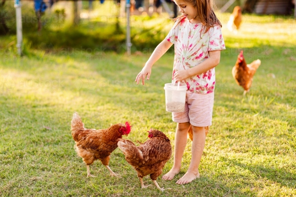 Little barefoot girl feeding chooks on farm lawn in golden afternoon light - Australian Stock Image