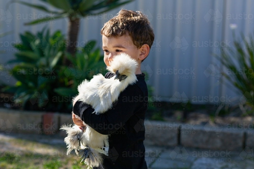 little boy holding his silky chicken - Australian Stock Image