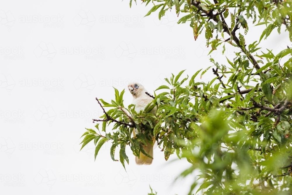 Little Corella cockatoo bird perched in a tree - Australian Stock Image