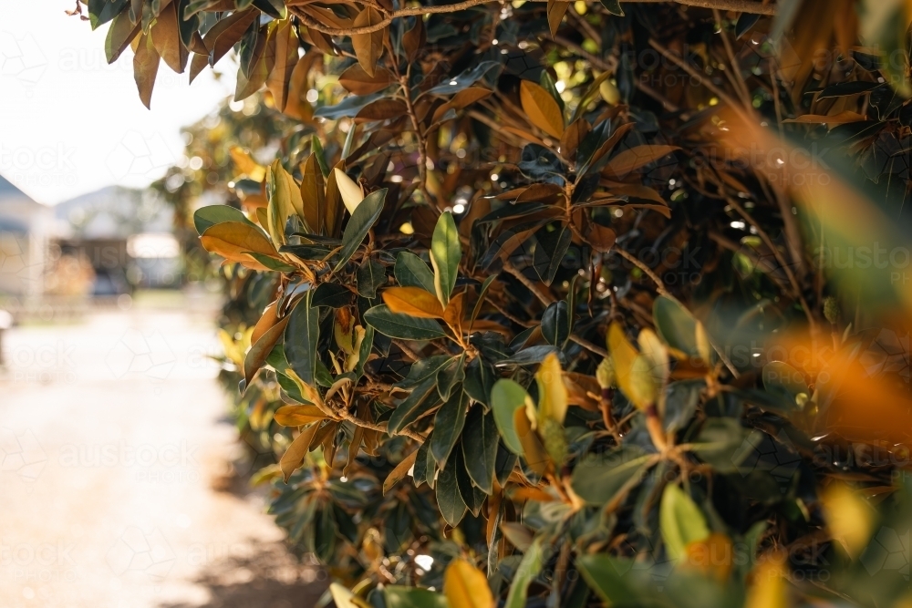 Little Gem Magnolia hedge along driveway in country home - Australian Stock Image