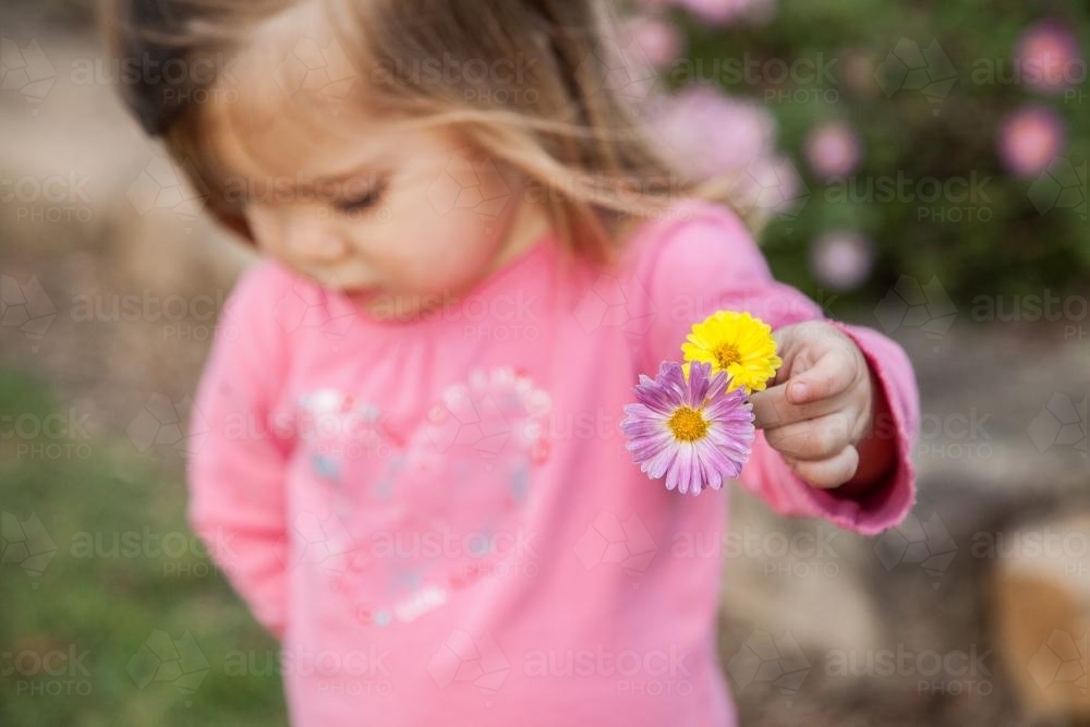 Little girl holding two chrysanthemum flowers - Australian Stock Image