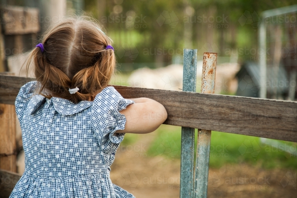 Little girl in dress leaning on fence watching sheep - Australian Stock Image