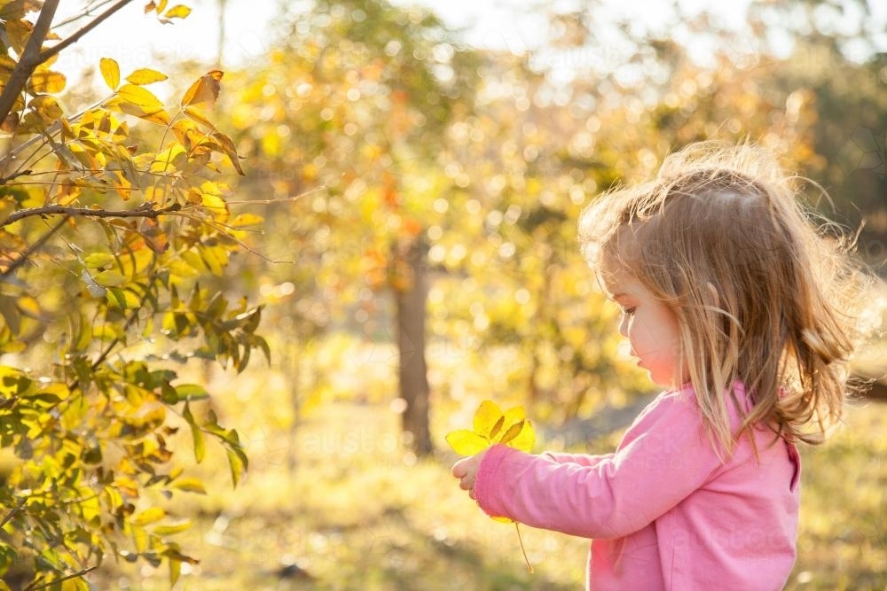Little girl looking at the yellow autumn leaves - Australian Stock Image