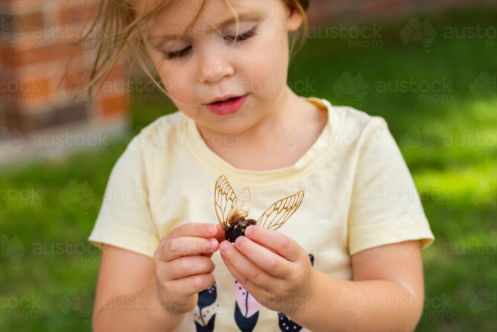 Little girl out in nature holding dried out wings of cicada insect bug - Australian Stock Image