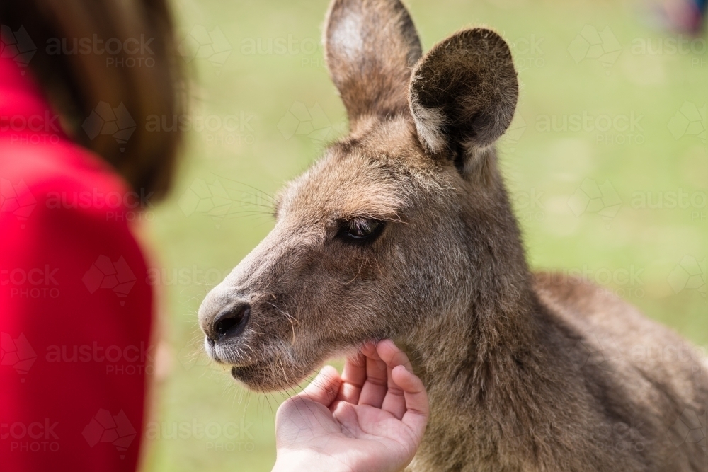 little girl patting a kangaroo at a zoo experience - Australian Stock Image